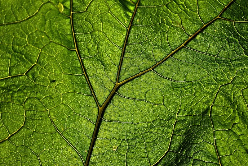 Garden Structures