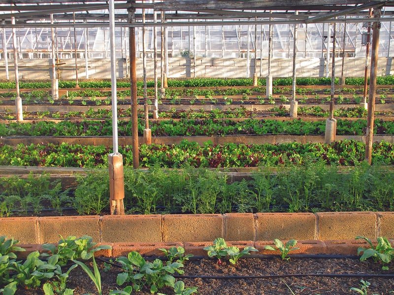 Urban Farms